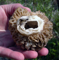 Morchella esculenta, hollow stalk and center of the mushroom. 